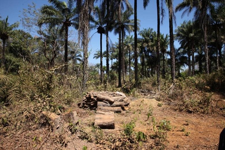 Wild palm oil from Guinea Bissau
