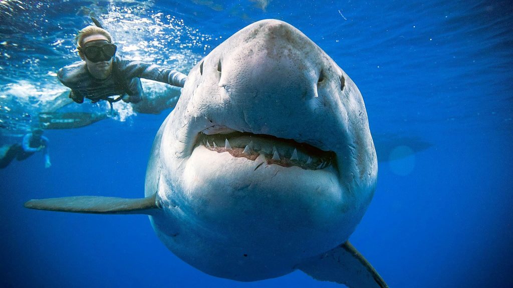 New photos of "Deep Blue", largest female white shark in the world 4 New photos of "Deep Blue", largest female white shark in the world 4