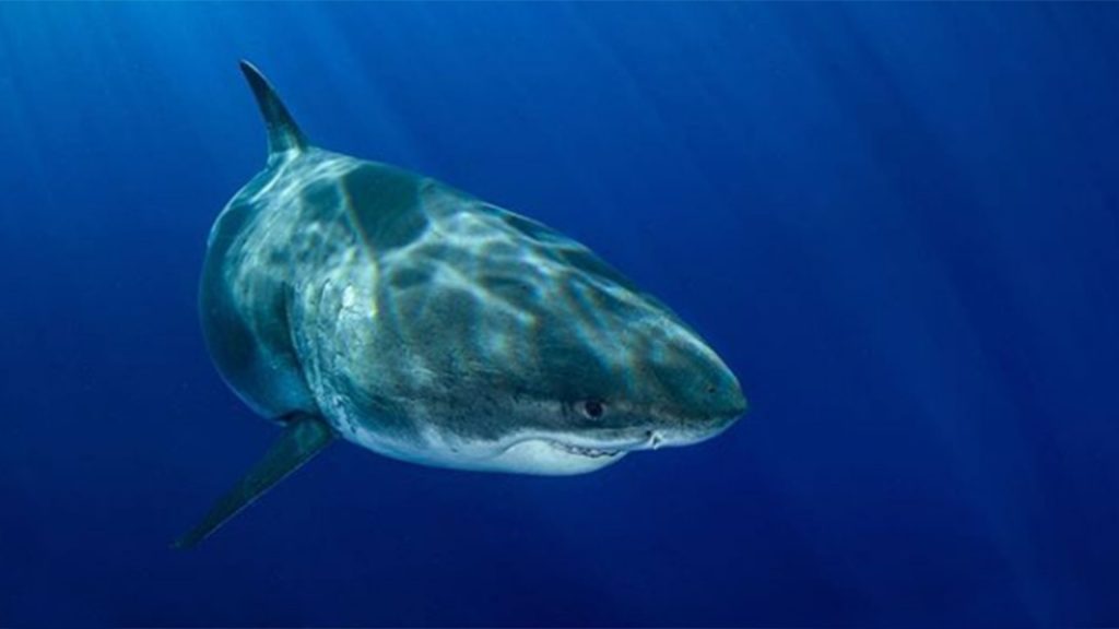 New photos of "Deep Blue", largest female white shark in the world 3 New photos of "Deep Blue", largest female white shark in the world 3