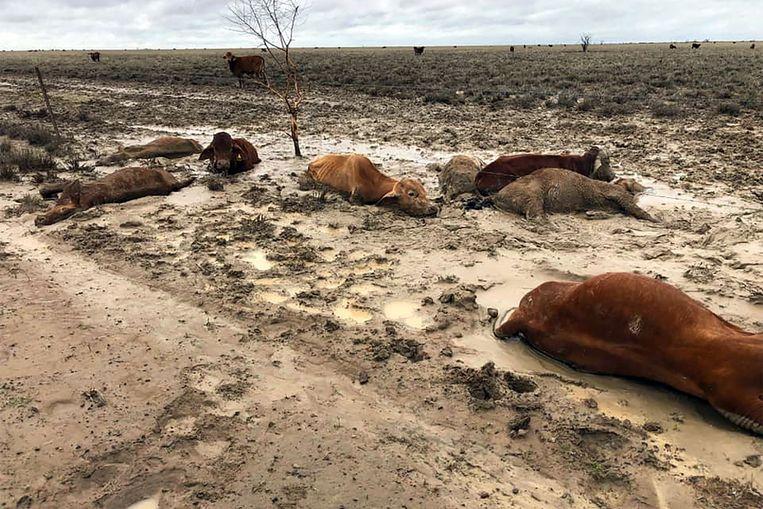 Heartbreaking photos show 300,000 cattle drowned in Australia