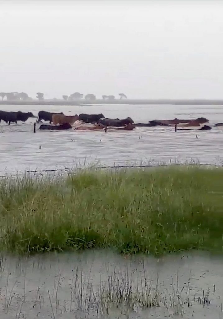 Heartbreaking photos show 300,000 cattle drowned in Australia