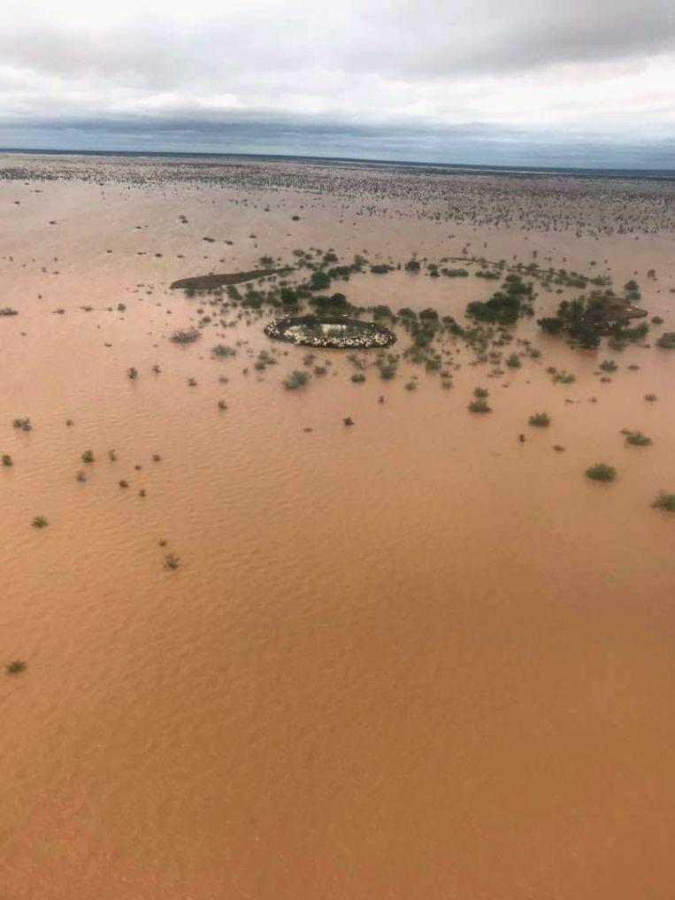 Heartbreaking photos show 300,000 cattle drowned in Australia