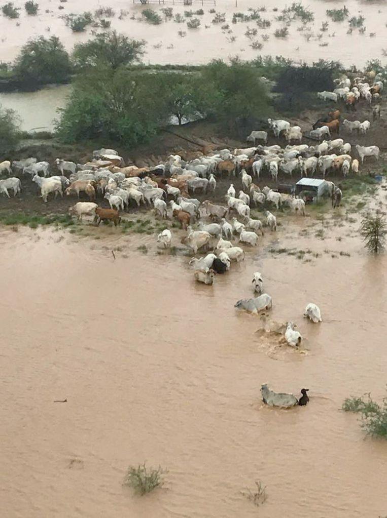 Heartbreaking photos show 300,000 cattle drowned in Australia