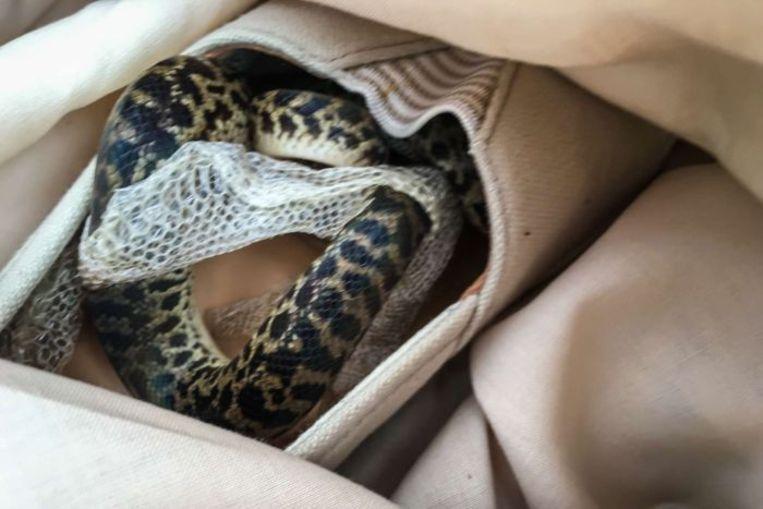 Snake travels 15,000km in a shoe from Australia to Scotland 1 Snake travels 15,000km in a shoe from Australia to Scotland