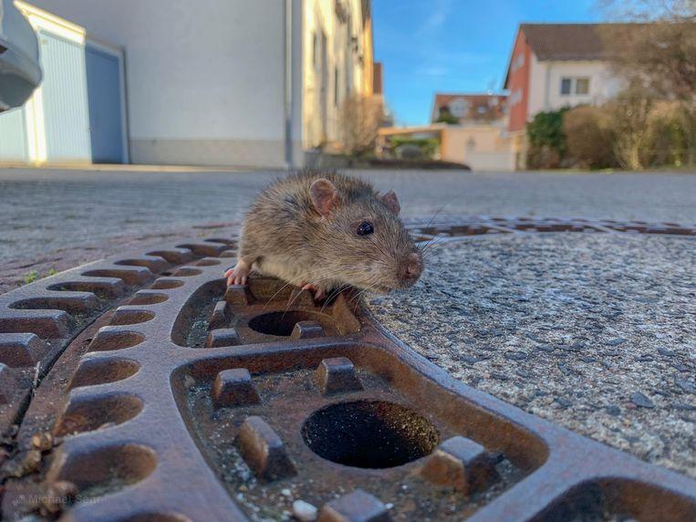 Animal ambulance tears for a trapped rat in the pit 2 Animal ambulance tears for a trapped rat in the pit