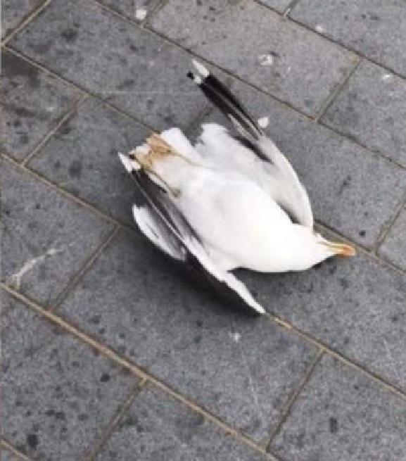 Ban on going out: He killed seagull for pecked fries