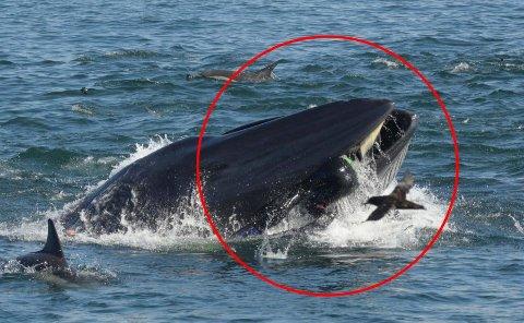 Diver swallowed and spat out by a whale: "There was no time for fear" 1 Diver swallowed and spat out by a whale: "There was no time for fear"