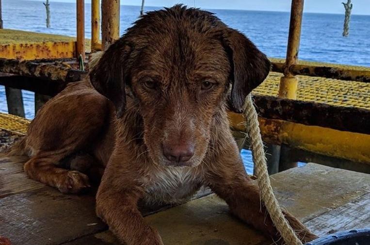 Dog swims over 200 kilometers in the sea before being saved