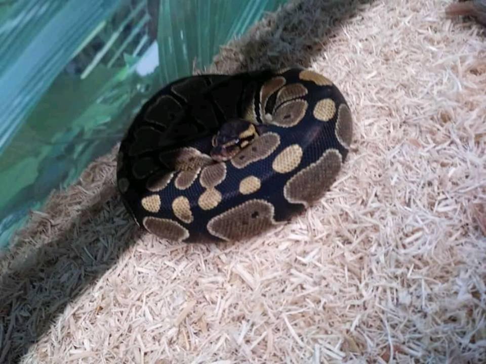 Ex sends live snake as a gift to the newly wedded couple