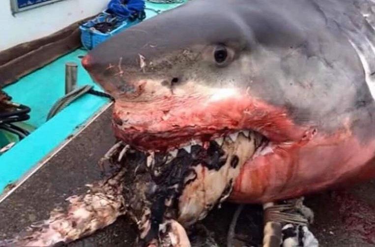 Giant white shark overestimates itself and chokes on sea turtle