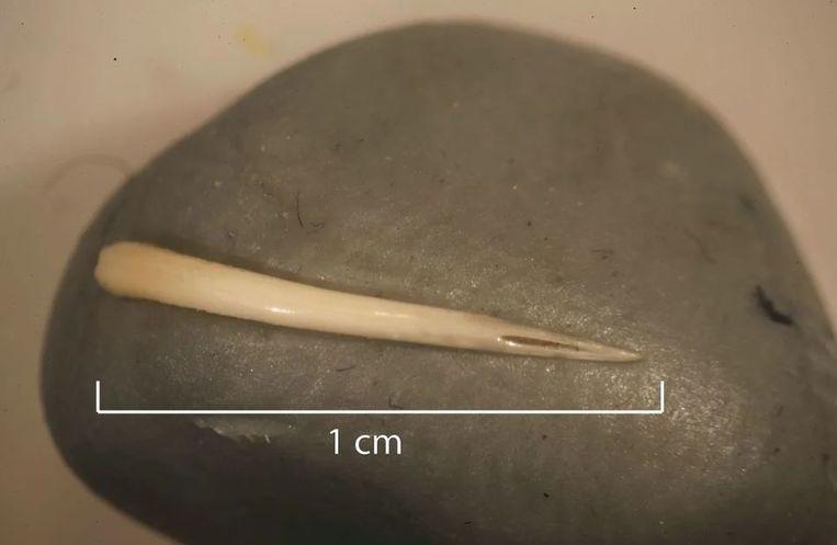 Prehistoric Texan consumed poisonous snake completely and raw