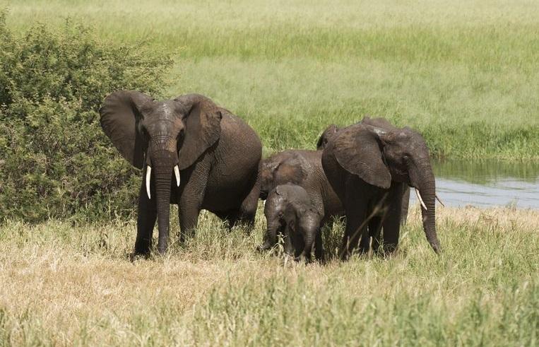 British soldier killed by elephant during mission in Malawi