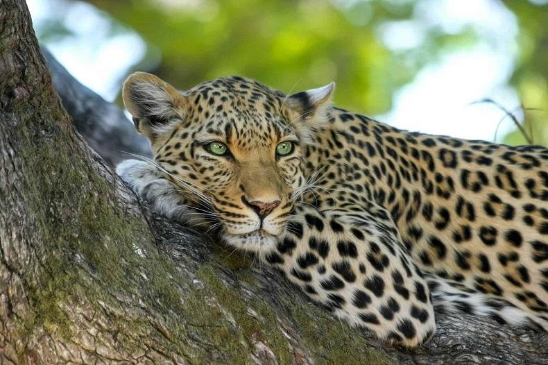 Father of torn child: Courtney hung bleeding between jaws of leopard