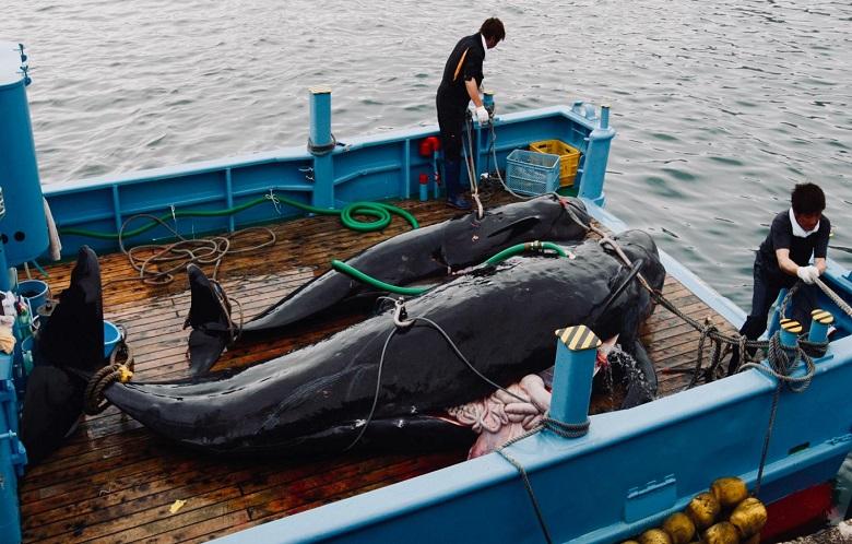 Japanese ships are ready to catch delicacy whales again