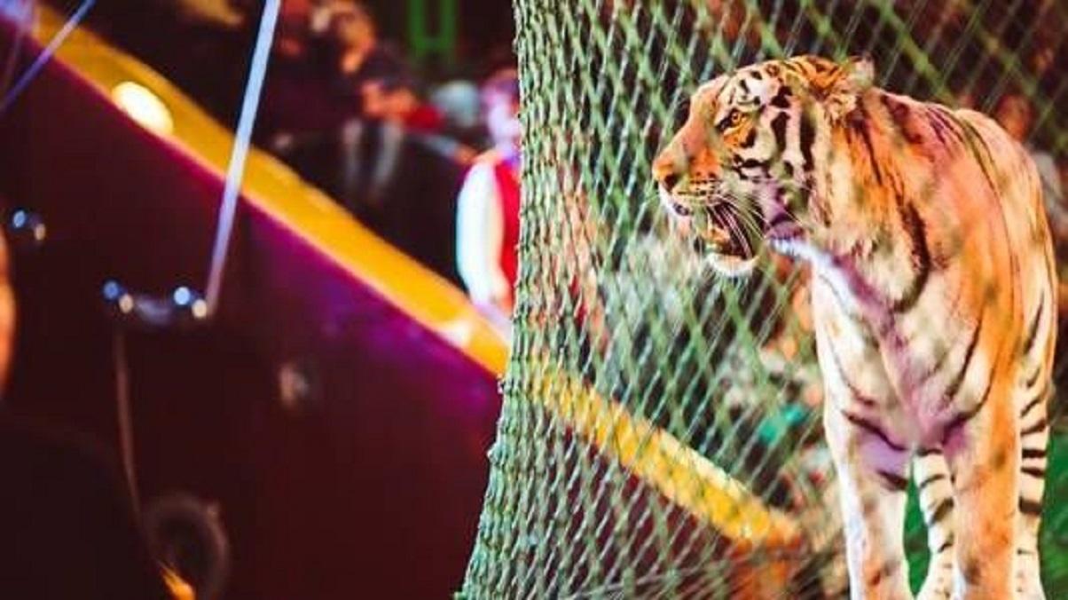 tigger
