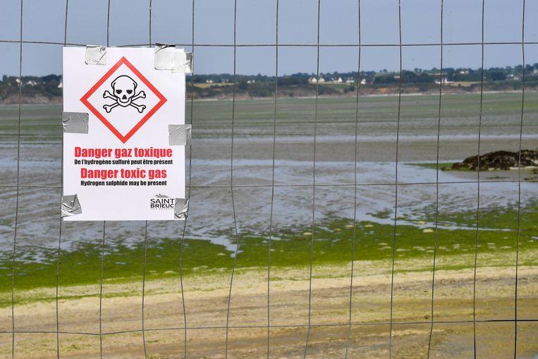 Toxic algae plague Breton beaches: “They can kill you in seconds”